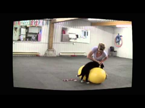 Fun Fitness Ideas- Ball Work for Dogs