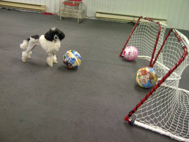 poodle playing with balls and net