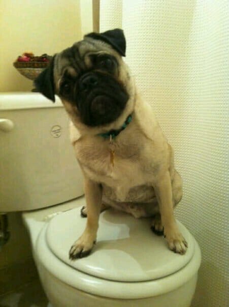 Cute Pug Poses On Toilet 