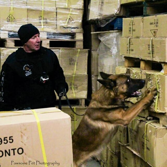 Bill Herd and Max drug detection dog 