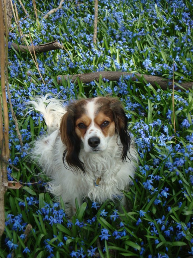 Flower-child-1