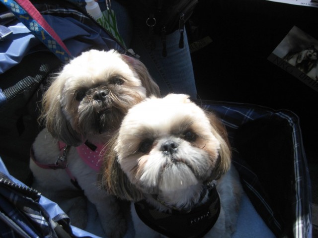 2 adorable shih tzus