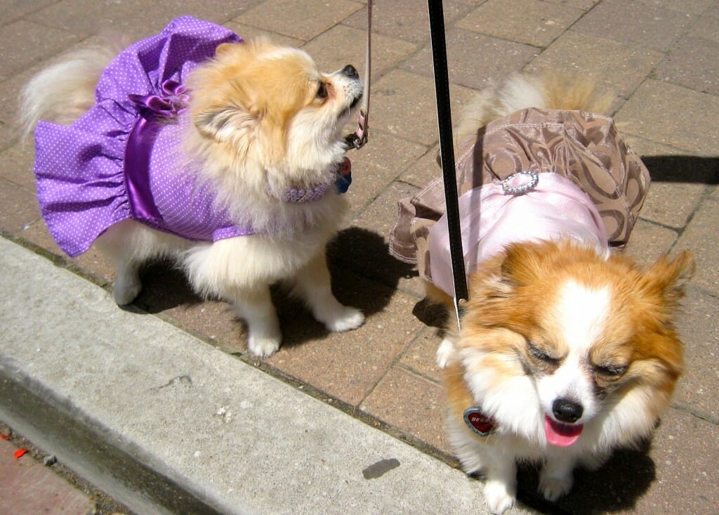 20 Best Dressed Dogs Photos Talent Hounds