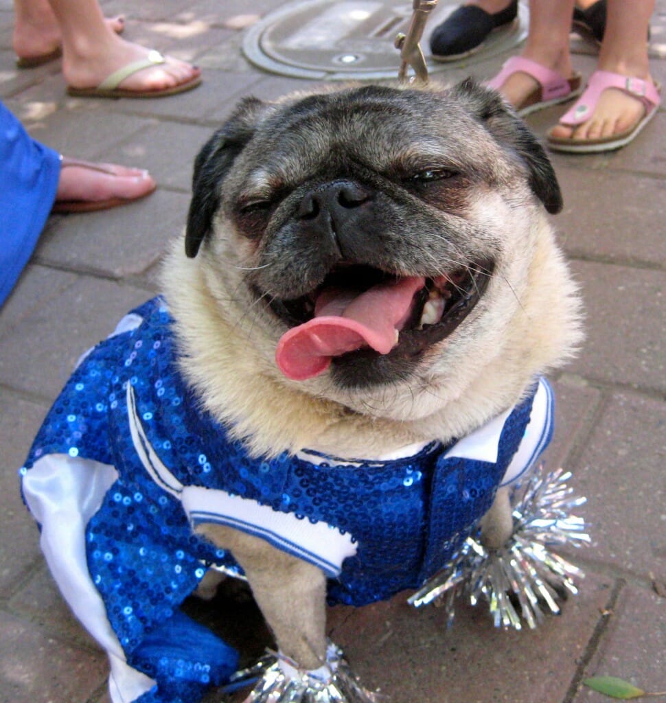 20 Best Dressed Dogs Photos Talent Hounds