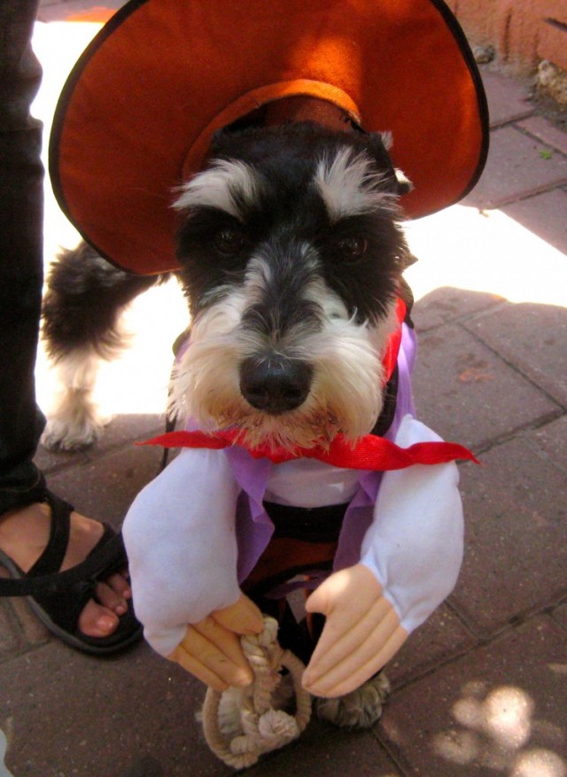 schnauzer