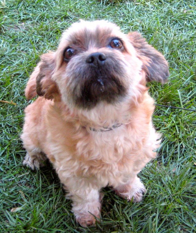 Tan and brown puppy sitting on the grass looking up at camera