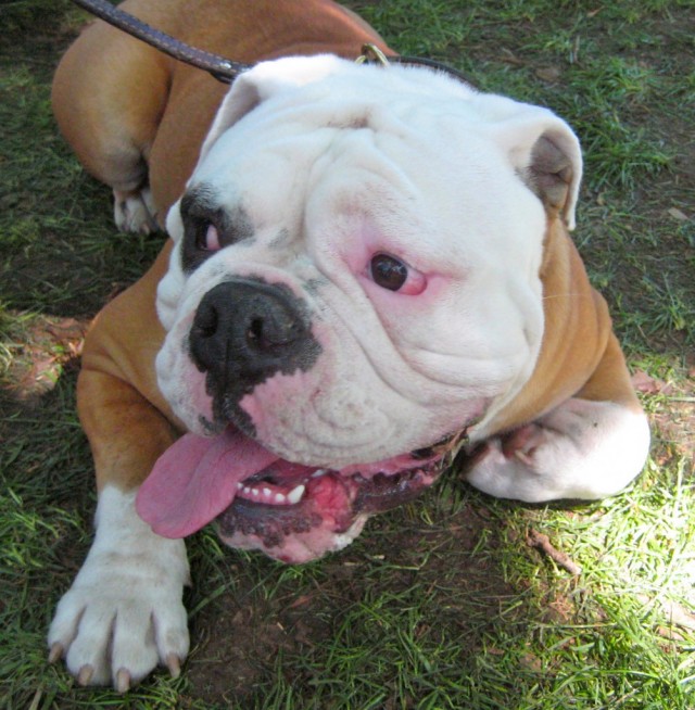 bulldog on grass