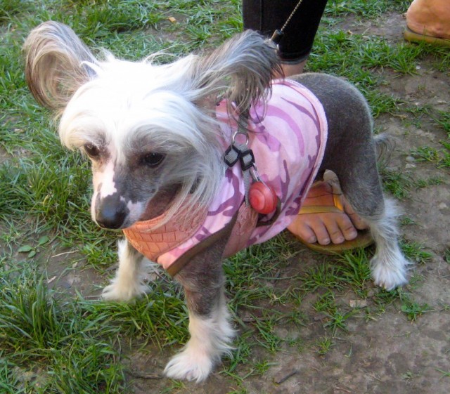 chinese crested at Woofstock