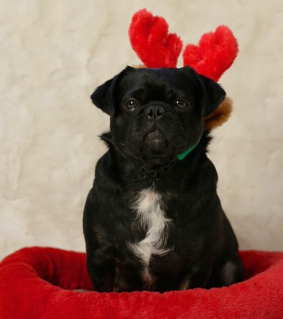 Kilo the Pug in Christmas antlers
