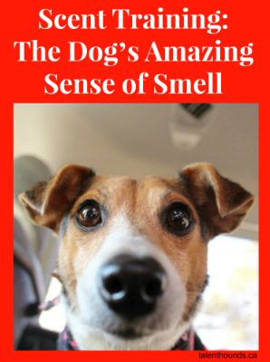 Scent Training: The Dog’s Amazing Sense of Smell