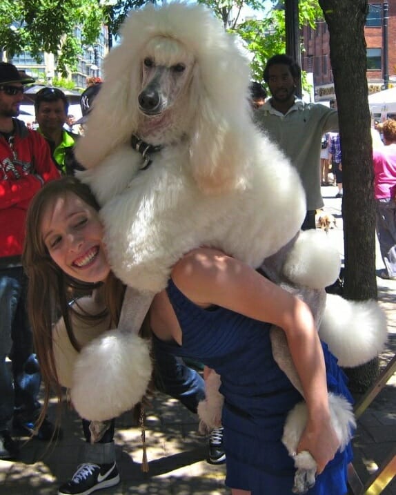 TH Poodle on back -woofstock