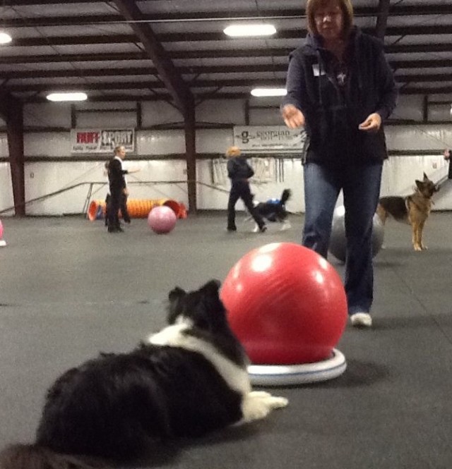 TH Dog doing Treibball at Red Barn