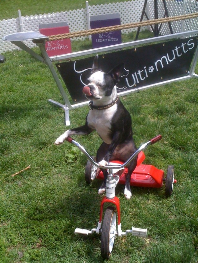 TH Woofstock Bella bike