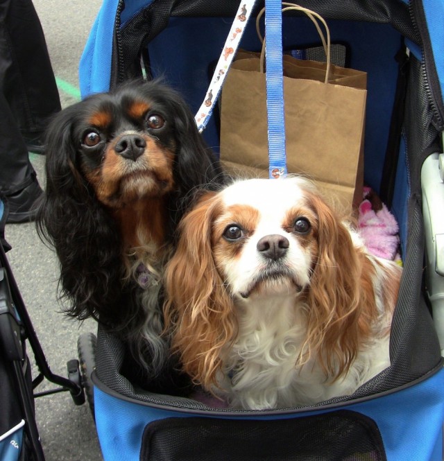 Woofstock -cavalier-king-charles-spaniel