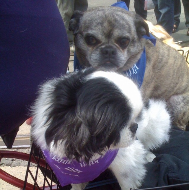 TH Woofstock adorable pair