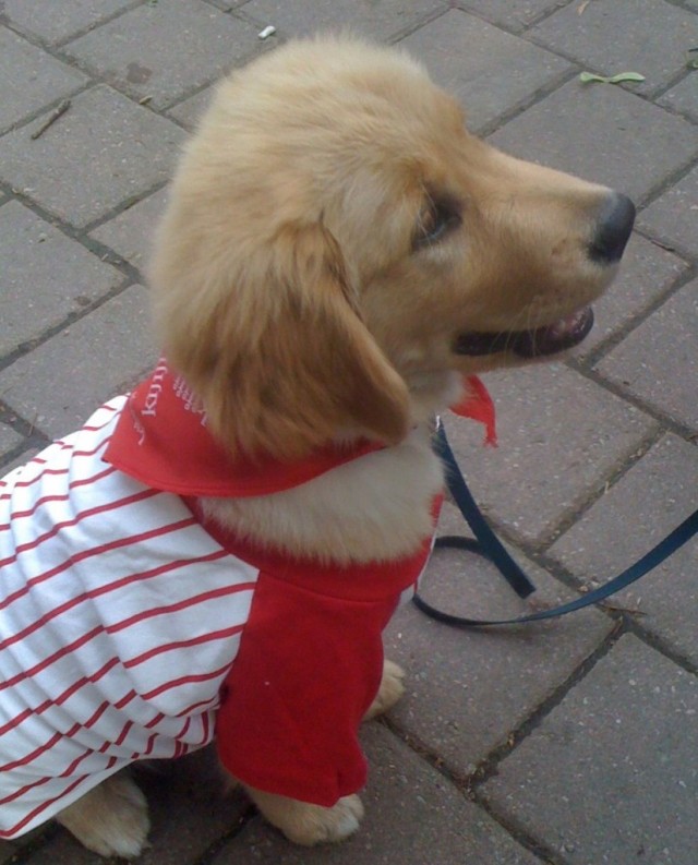 TH Woofstock cute golden puppy