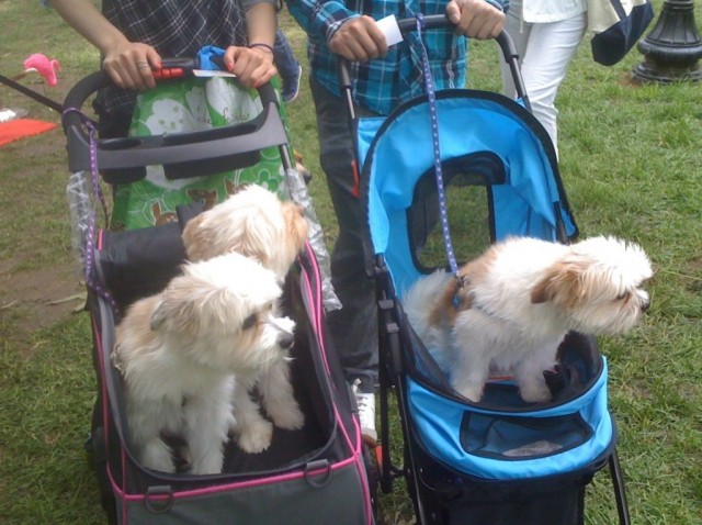 TH Woofstock cute strollers