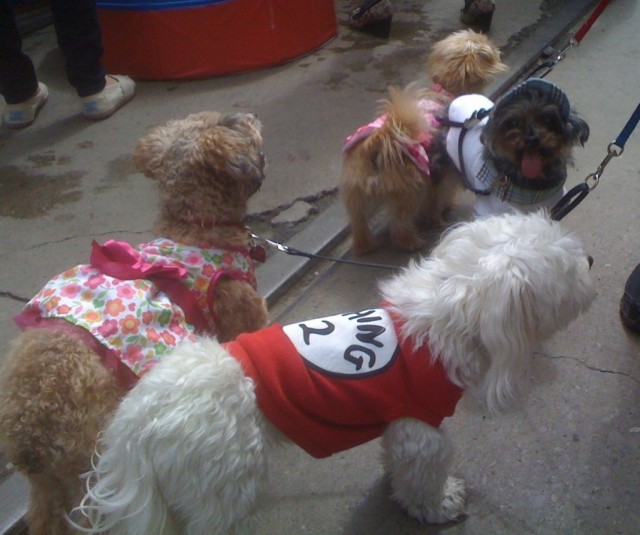 TH Woofstock group