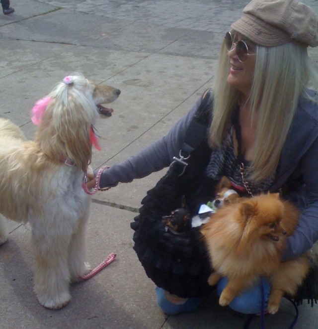 TH Woofstock lovely rescues Calgary