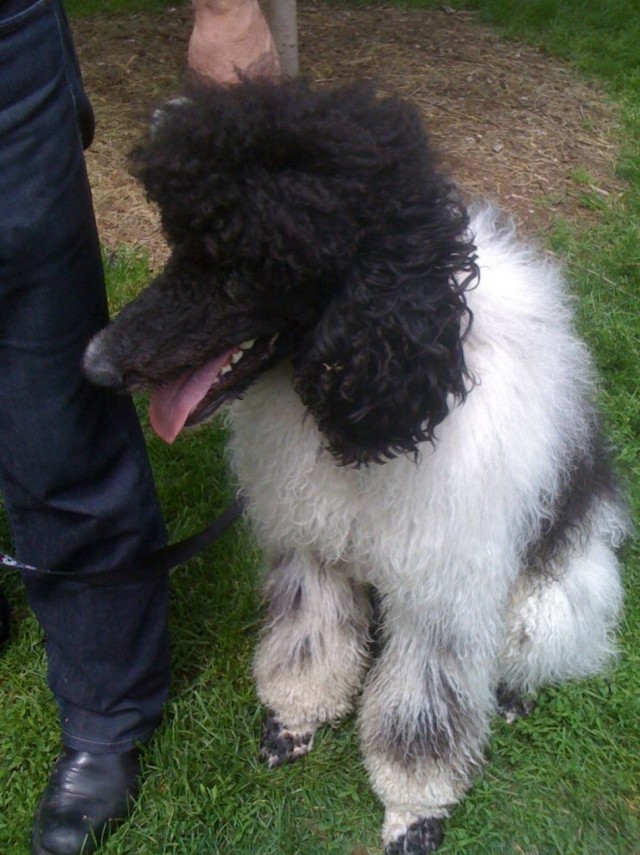 TH Woofstock poodle