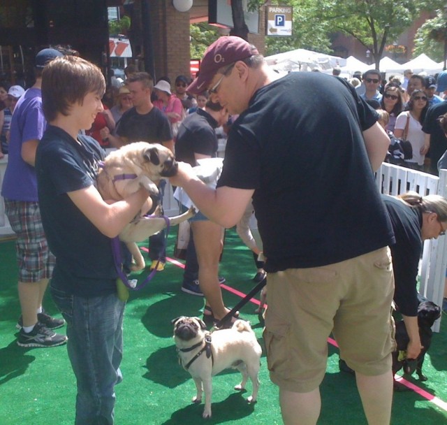 TH Woofstock pug after2