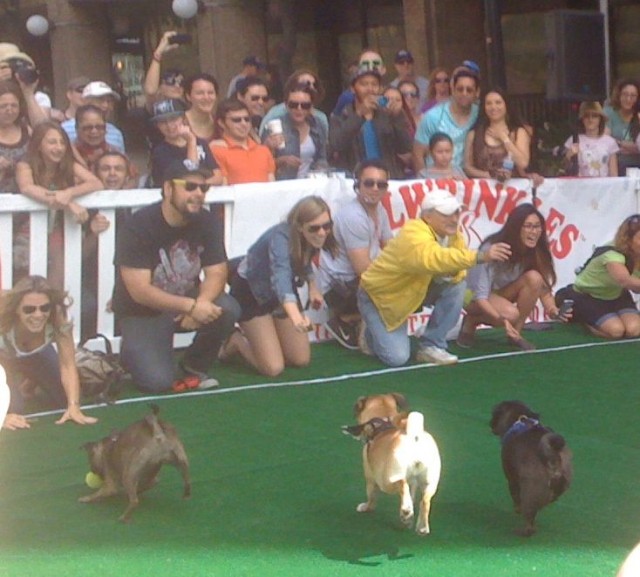 TH Woofstock pugfinish5