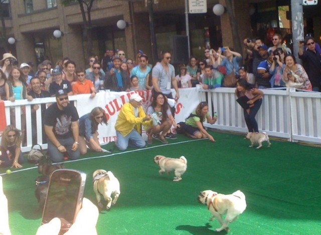 TH Woofstock pugfinishline2