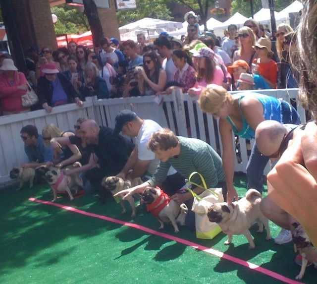 TH Woofstock pugs2