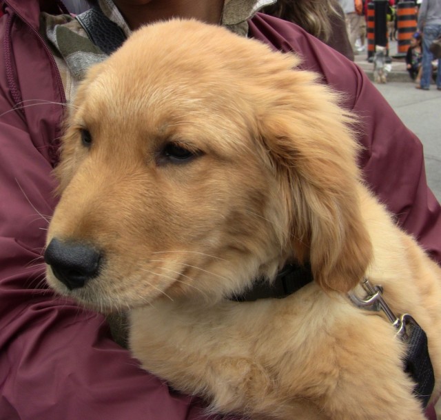 TH Woofstock rescue Bowie puppy