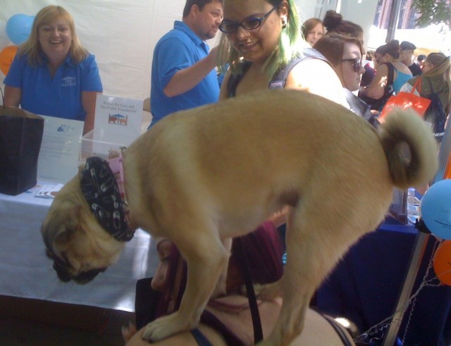 TH Woofstock trick pug