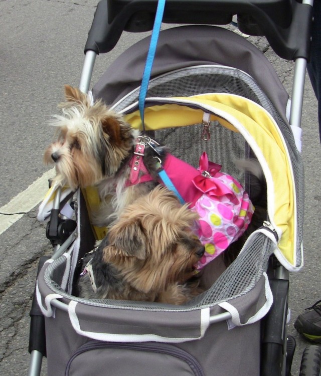 TH Woofstock yorkie