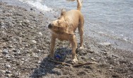 Cute dog spashing around in water on the beach