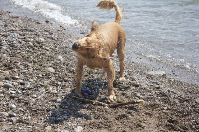 Dog having fun in the sun at the beach shaking off water after a swim