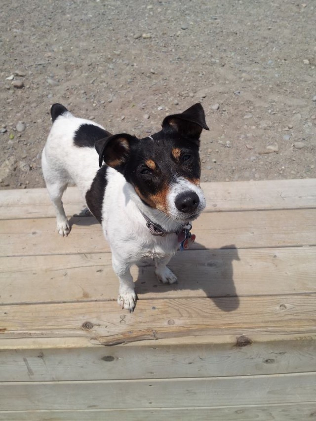cute Sweetie the Jack Russell Terrier having fun in the sun on a boardwalk near the sand on the beach