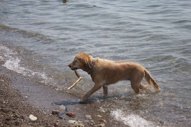 golden retriever getting stick out of lake on beach