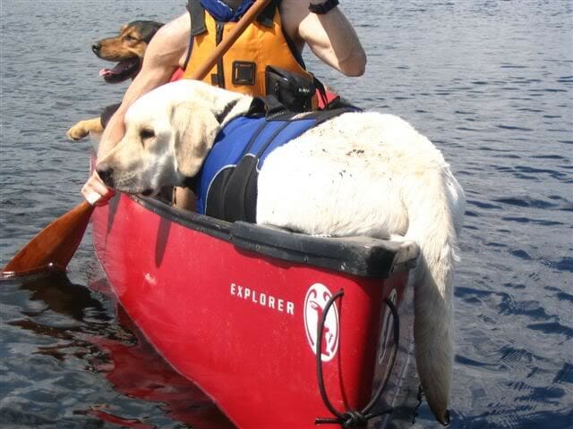 Golden lab on a canoe trip on the water having fun in the sun on the lake 