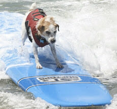 Loews Surf Dog- Buddy
