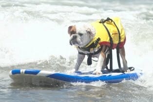 Loews Surf Dog- Louie
