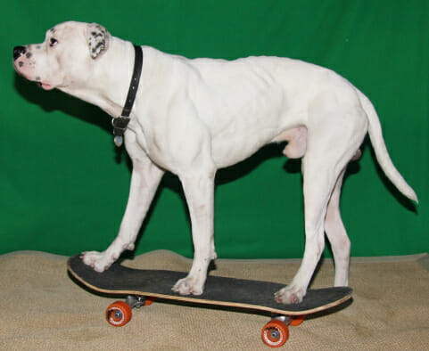 Snuggles the American Bulldog skateboarding at Talent Hounds auditions