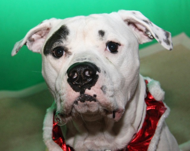 Snuggles the American Bulldog