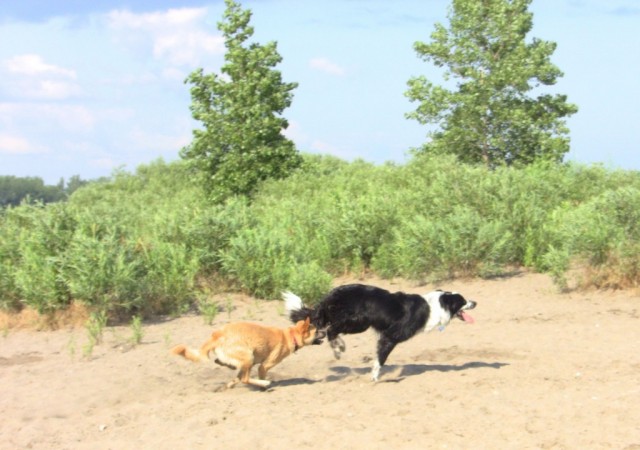 TH 2 Dogs chasing ball on the beach