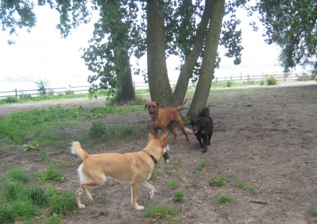 TH 3 running dogs at Cherry Beach