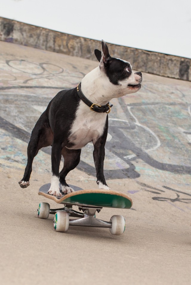 Trick dog Bella the skateboarding star