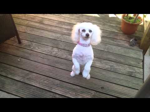 small white dog sheby on her hind legs on the deck 