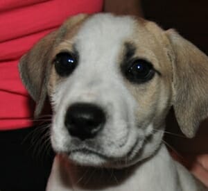 Aria the rescue puppy up for adoption