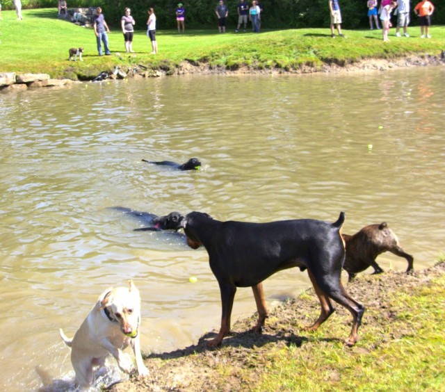 Dogs having fun in the pond at Pawlooza