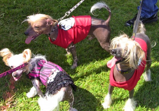 3 Chinese crested dogs on leashes at Pawlooza