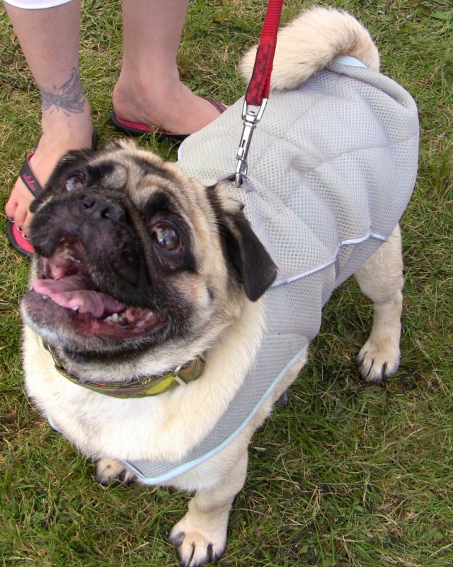 Pug on a leash at Pawlooza asking for a treat