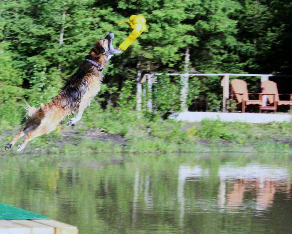 Dock Jumping Dogs Talent Hounds