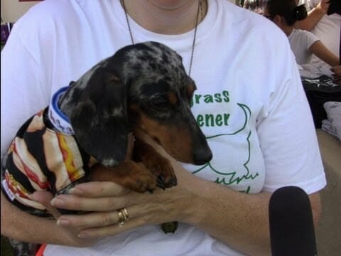 ADOPT DON’T SHOP- Blue The Rescue Puppy